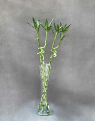 تصویر بامبو درجه ۱ تایلندی 