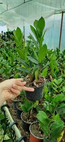 تصویر گل زاموفیلیا سبز گلدون ۱۰ 