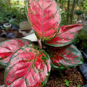 تصویر آگلونما رد بیوتی Aglaonema red beauty هزینه ارسال بصورت پس کرایه و بعهده مشتری می باشد 