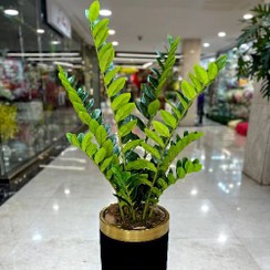 تصویر درختچه زامفولیا متوسط مصنوعی 