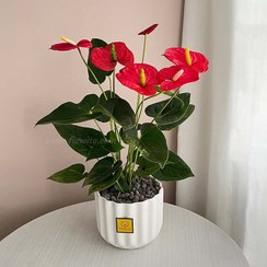 تصویر گیاه آپارتمانی آنتوریوم قرمز 