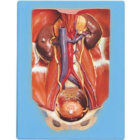 تصویر مولاژ دفع ادرار 4 تکه 