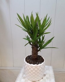 تصویر گیاه یوکا 