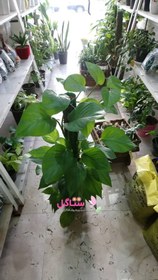 تصویر گل و گیاه پتوس چوبدار ایستاده سبزو ابلقGreen woody petunia plant 