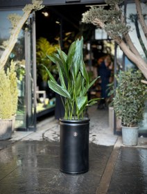 تصویر گیاه برگ عبایی با گلدان سفالی 