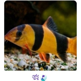 تصویر لوچ دلقک 3-4 سانت 