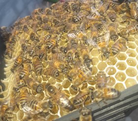 تصویر ملکه جفت طبیعی قرنطینه ای لگوستیکا با کندوچه فومی 