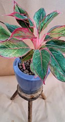 تصویر گلدان هیدروپونیک سایز14 