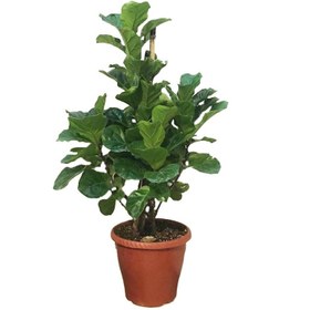 تصویر گیاه طبیعی فیکوس لیراتا مدل FL22 