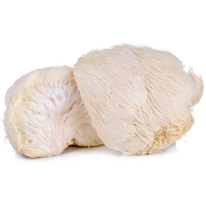 تصویر فروشگاه قارچ گانودرما