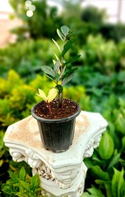 تصویر زاموفیلیا ابلق هلندی 