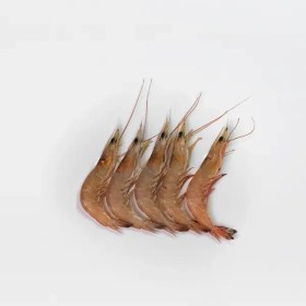 تصویر میگو درشت (U40_U30) 