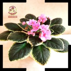 تصویر بنفشه آفریقایی پرچمدار | سفارش از فروشگاه معتبر خرید گل اپارتمانی شمعدونیا 