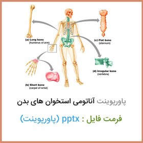 تصویر پاورپوینت آناتومی استخوان های بدن 