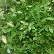 تصویر فنس برگ پرتقال 