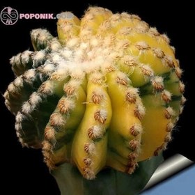 تصویر بذر دیسکو کاکتوس ابلق 2 عددی 