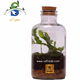 تصویر تراریوم کد H711 