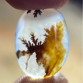 تصویر شجر قائن منظره زیبا 