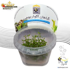 تصویر گیاه لایسیماچیا گرین آکواریوم پلنت کد 656 lysimachia green aquarium plant