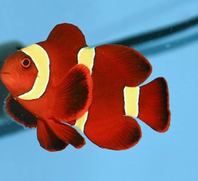 تصویر ماهی دلقک مارون گلد آب شور Maroon Gold Clownfish