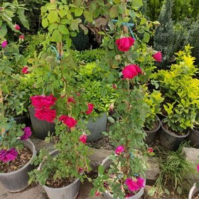 تصویر رز رونده گیاه گلدار باغچه ای دارای گل های درشت 