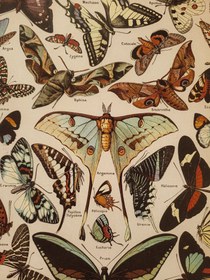 تصویر پوستر پروانه وینتیج 