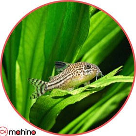 تصویر کوریدوراس جولی 