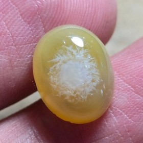 تصویر باباقوری زرد 