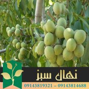 تصویر نهال گردو خوشه ای فرانسوی 