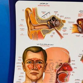 تصویر پوستر گوش و حلق و بینی مقوای ایندلبرد 