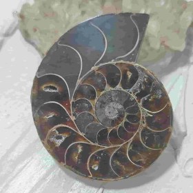 تصویر فسیل آمونیت طبیعی اصل کد 12 