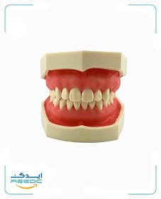 تصویر ماکت آموزشی دندانپزشکی (لثه نرم) 