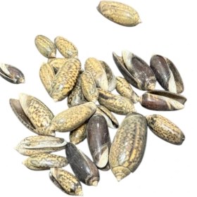 تصویر صدف کد 1170156 