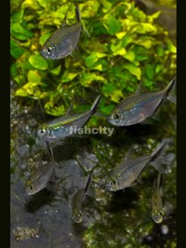 تصویر کاستا بلکلاین 