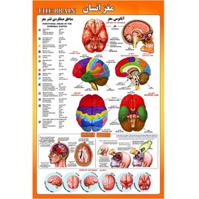 تصویر پوستر آموزشی آناتومی مغز انسان A3 