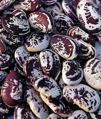 تصویر لوبیا عروس ایرانی 