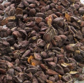 تصویر دانه به رفع کندی دندان