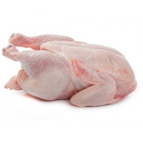 تصویر مرغ گرم یزد 