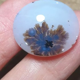 تصویر شجر قائن 