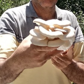 تصویر دو کیسه کمپوست قارچ صدفی دوکیلویی استریل شده و بذر خورده 