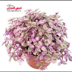 تصویر گیاه طبیعی کالیسیا پینک لیدی یا برگ بیدی مینیاتور 