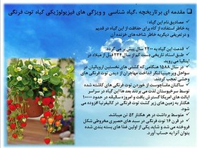 تصویر توت فرنگی 