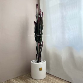 تصویر گیاه آپارتمانی افوربیا تریگونا قرمز | کد: ZNB-F2A 