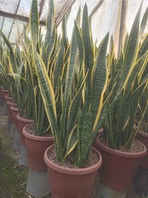 تصویر سانسوریا ابلق sansevieria