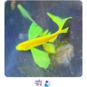 تصویر ماهی زبرا باله بلند هیبرید سایز ۱.۵ تا ۲.۵ سانت 