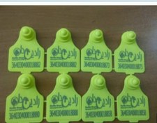 تصویر پلاک گوش دام سبک و سنگین 