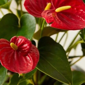 تصویر گل آنتوریوم قرمز 