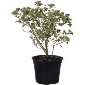 تصویر گیاه فیکوس دلتا 