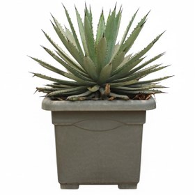 تصویر آگاو ماکروکانتا 