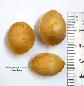 تصویر بذر ژینگو، جینگو (5 عددی) Ginkgo biloba 